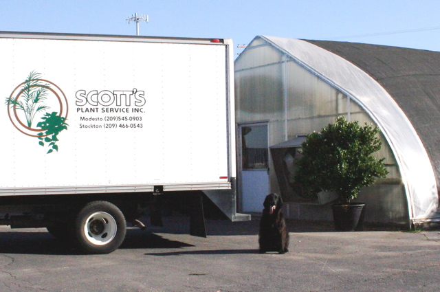 scotts plants service dog behind truck pic