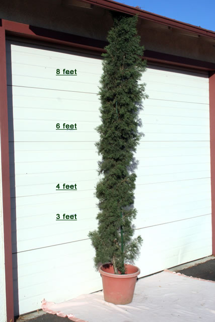 scotts plants service tall thin tree by garage