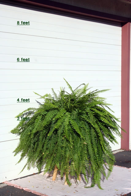 scotts plants service medium sized fir plant pic